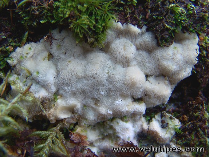 Physisporinus vitreus