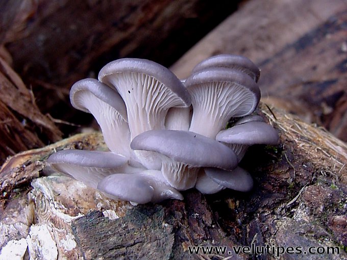  Pleurotus ostreatus 