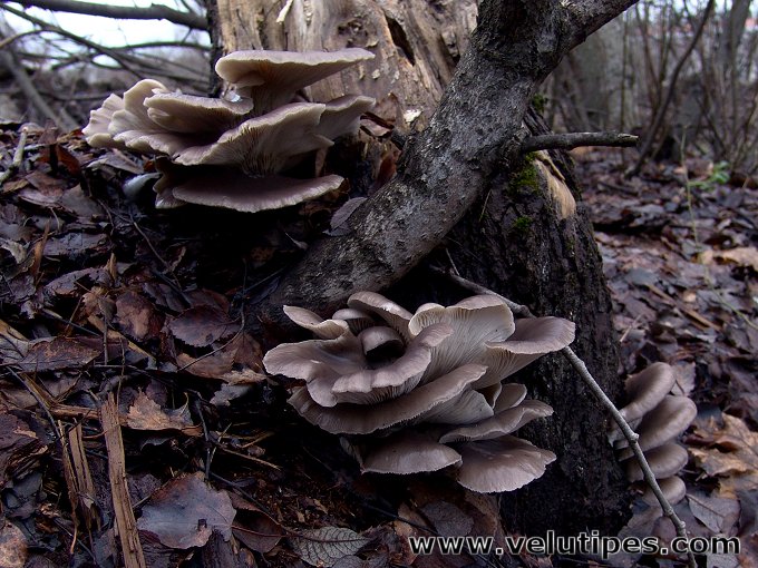  Pleurotus ostreatus 