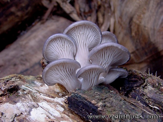  Pleurotus ostreatus 
