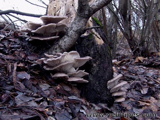  Pleurotus ostreatus 