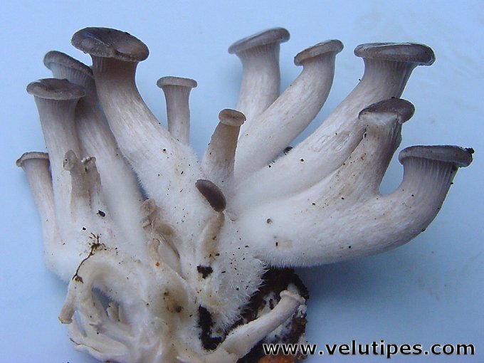  Pleurotus ostreatus 