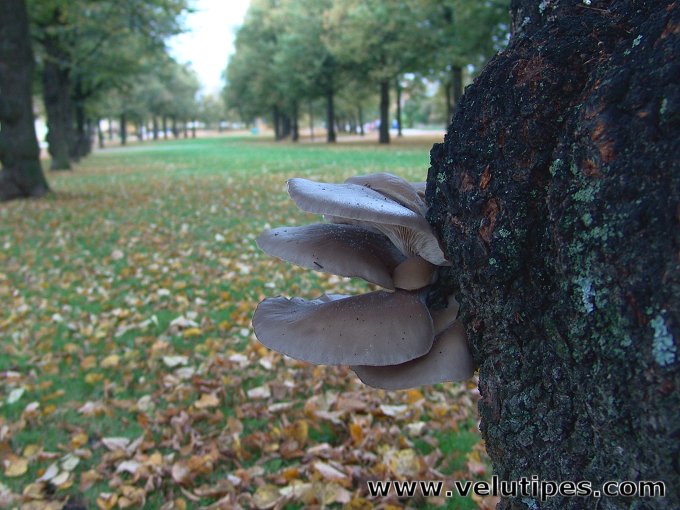  Pleurotus ostreatus 