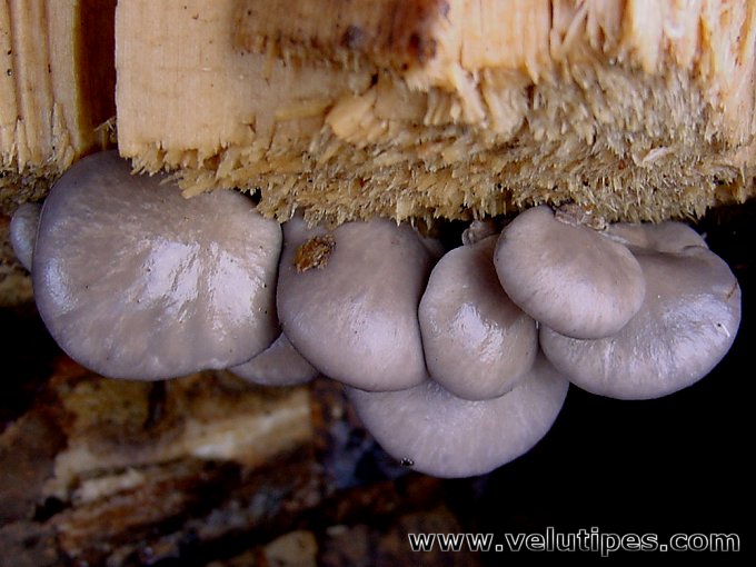  Pleurotus ostreatus 