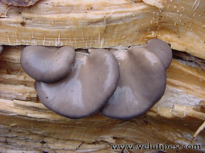  Pleurotus ostreatus 