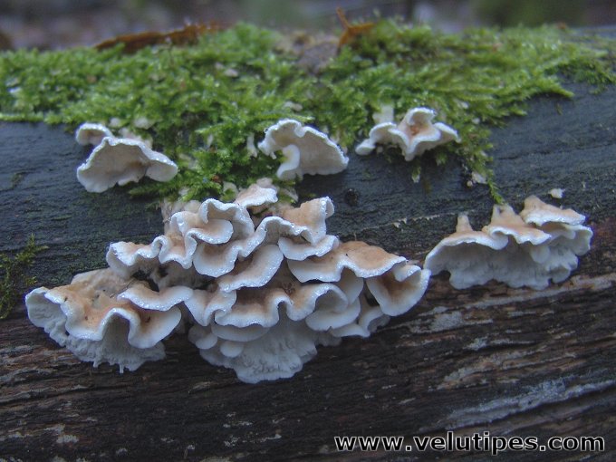 Plicatura nivea