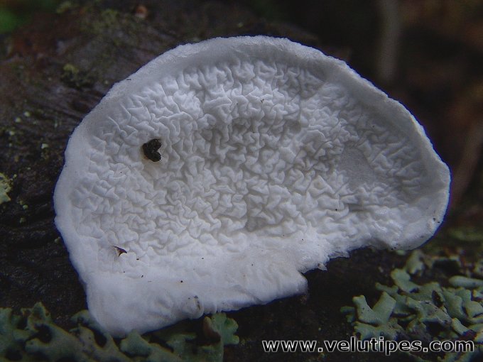 Plicatura nivea