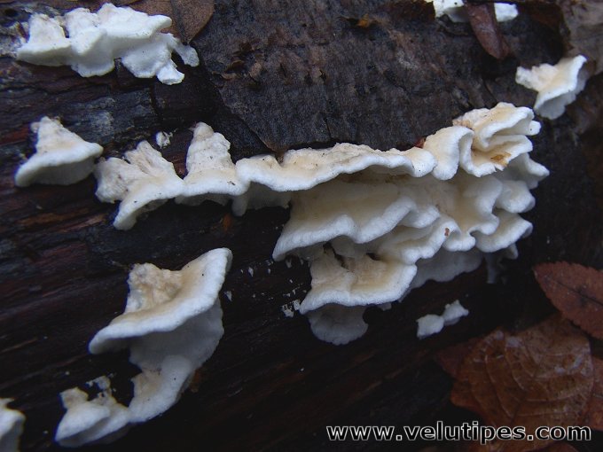 Plicatura nivea