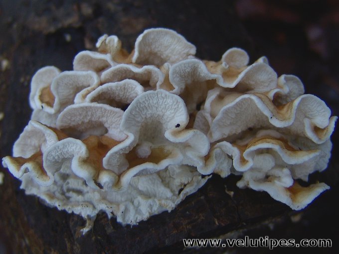 Plicatura nivea