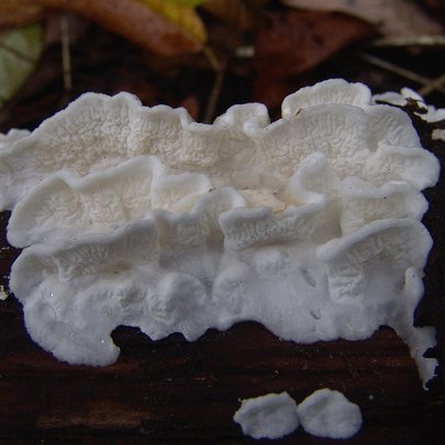  Plicatura nivea