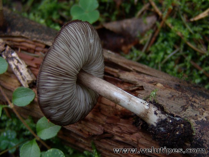 Pluteus atromarginatus