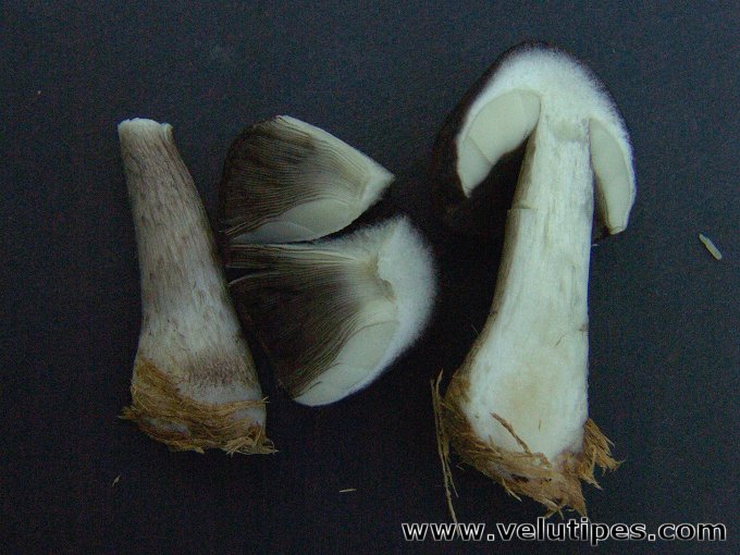 Pluteus atromarginatus