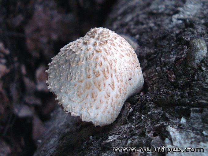  Pluteus petasatus 