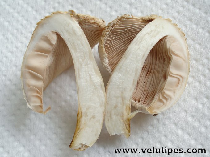  Pluteus petasatus 