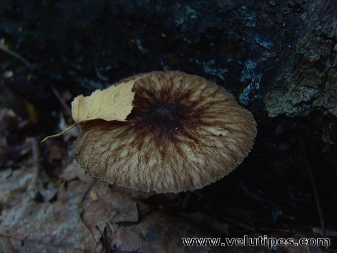 Pluteus umbrosus
