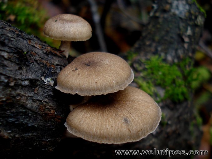 Polyporus brumalis