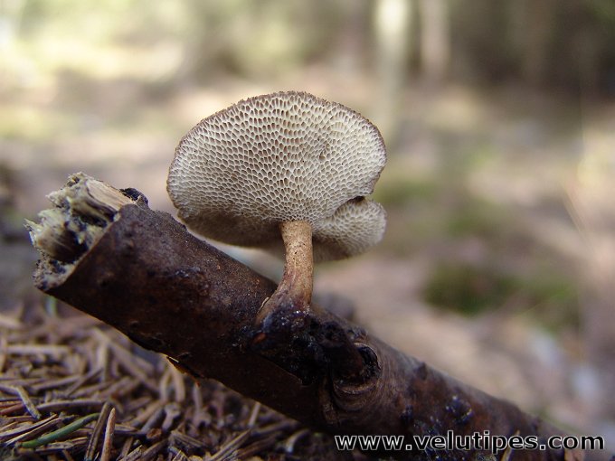 Polyporus brumalis