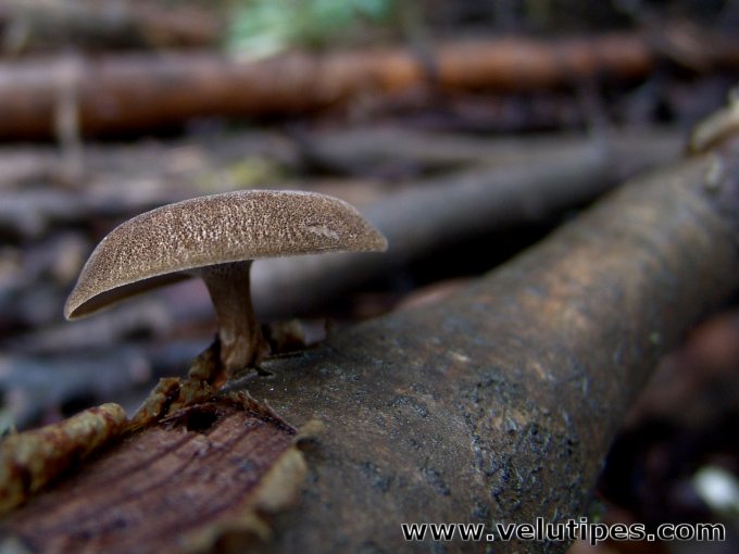 Polyporus brumalis