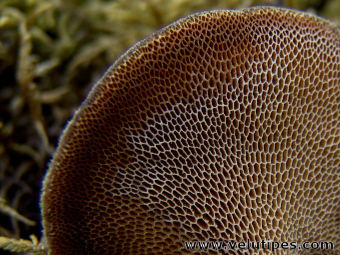 Polyporus brumalis