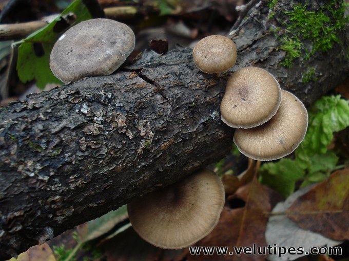 Polyporus brumalis