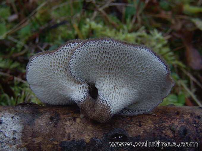 Polyporus brumalis