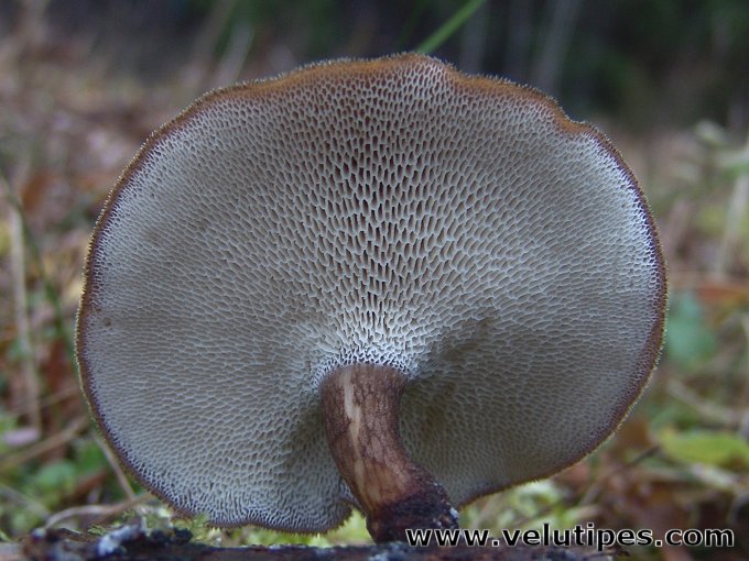 Polyporus brumalis