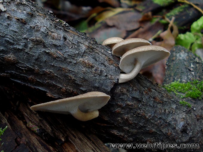 Polyporus brumalis