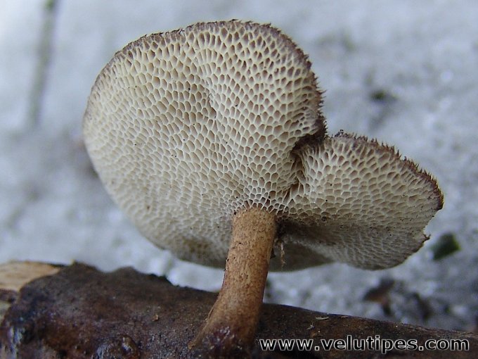 Polyporus brumalis
