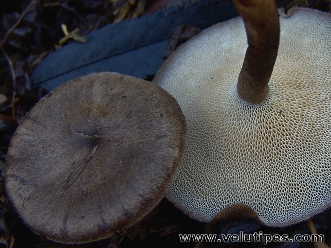 Polyporus brumalis