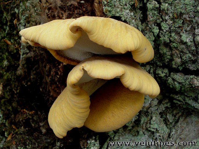 Polyporus leptocephalus