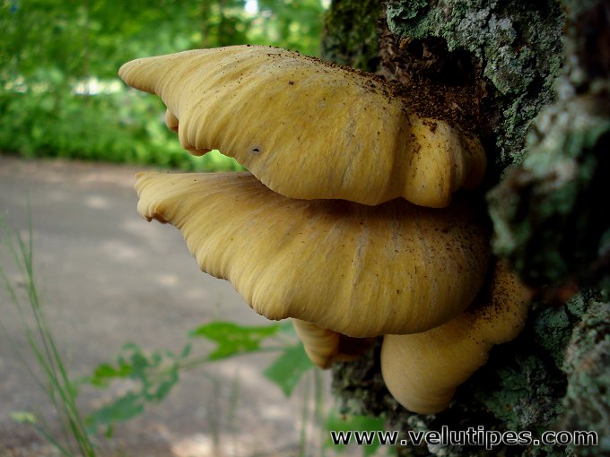 Polyporus leptocephalus