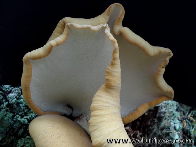Polyporus leptocephalus