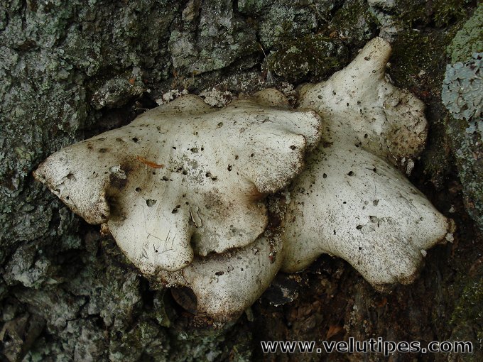 Polyporus leptocephalus