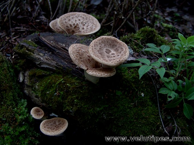  Polyporus squamosus 