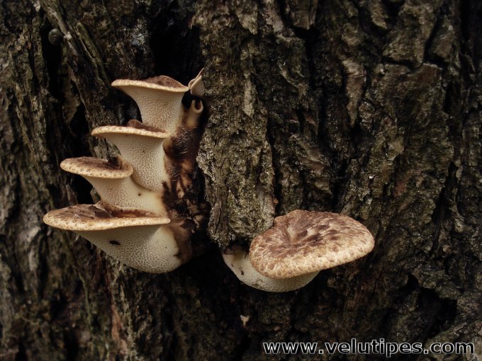  Polyporus squamosus 