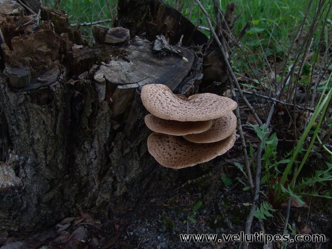  Polyporus squamosus 