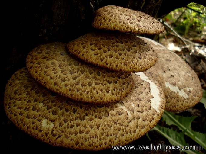  Polyporus squamosus 