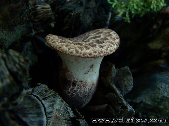  Polyporus squamosus 