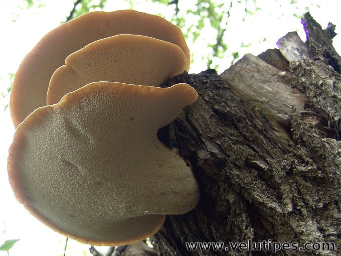  Polyporus squamosus 
