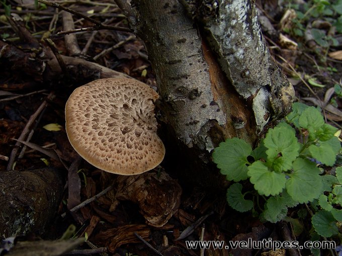  Polyporus squamosus 