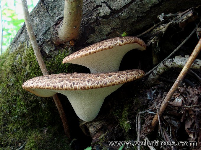  Polyporus squamosus 
