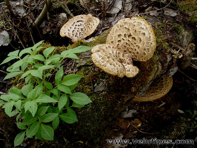 Polyporus squamosus 