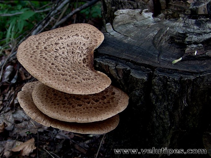  Polyporus squamosus 