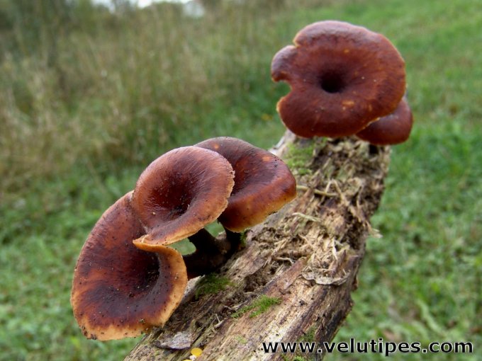  Polyporus tubaeformis 