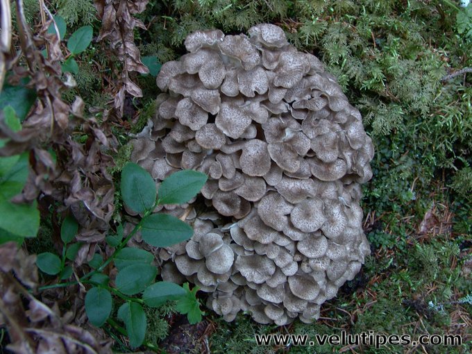 Polyporus umbellatus