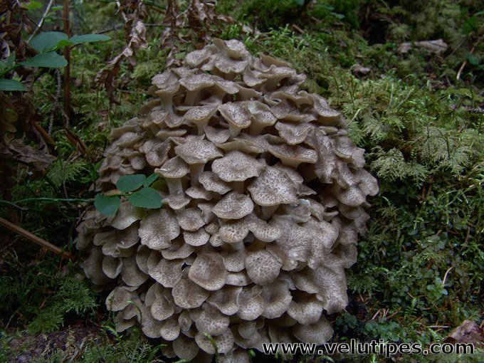 Polyporus umbellatus
