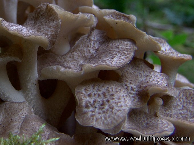 Polyporus umbellatus
