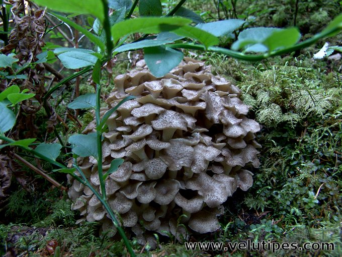 Polyporus umbellatus