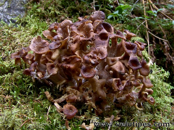 Polyporus umbellatus