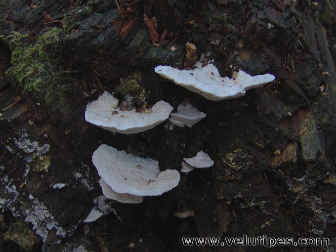 Postia stiptica